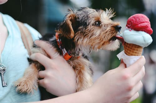 Puppy licking ice cream in owner's hand at Puppy Hour event on Pratt Street